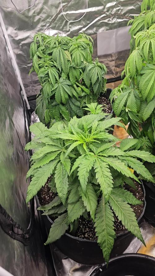 AMS Candy Kush 2025