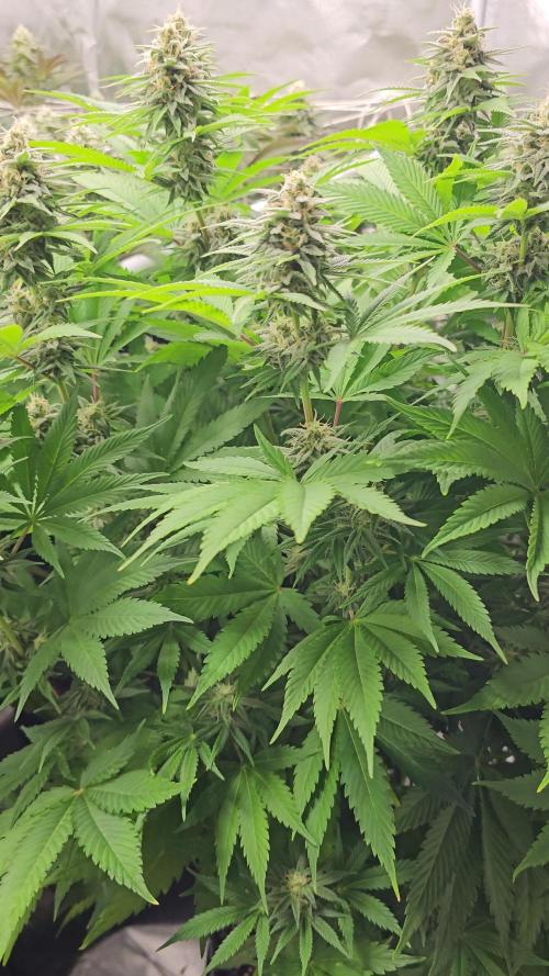 AMS Candy Kush 2025