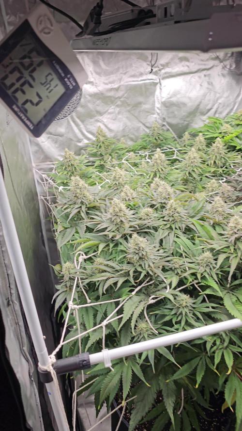 AMS Candy Kush 2025