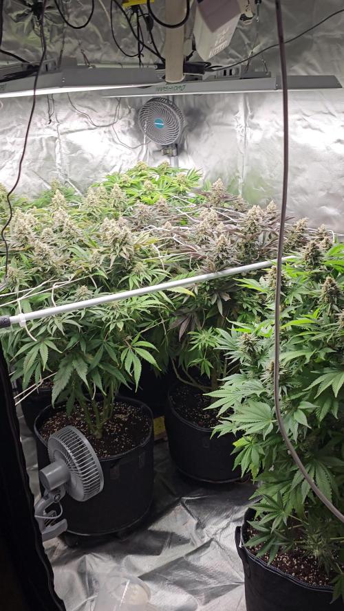 AMS Candy Kush 2025