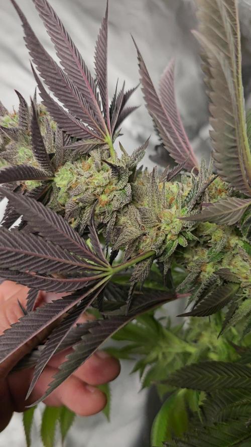 2025 FB Gorilla  Melon