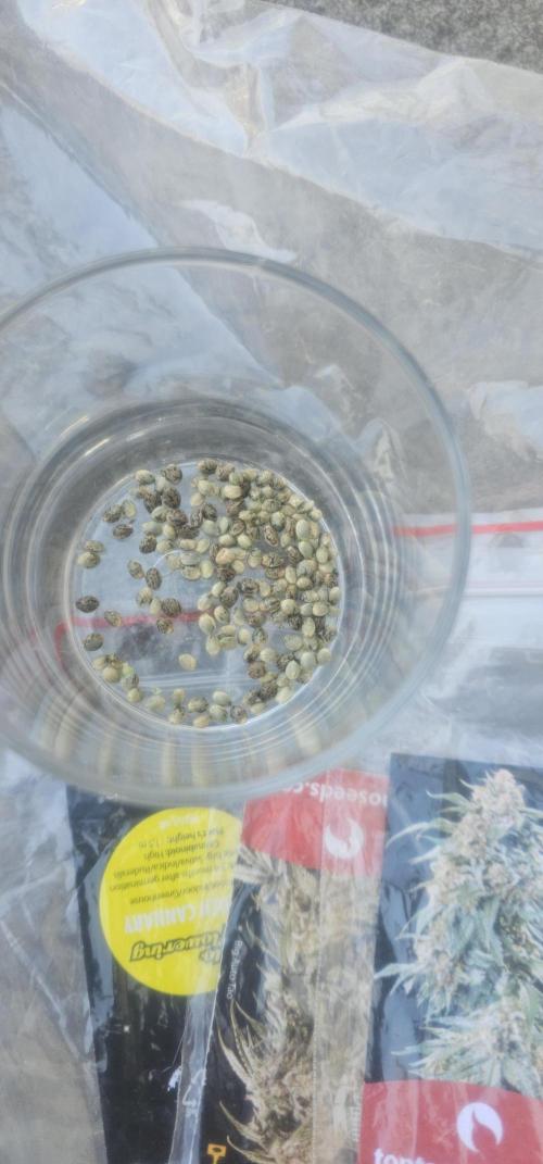 2026 Guerrilla Grow Minimal Effort. Week 0 - Day 0. Part of Ganja cross seeds