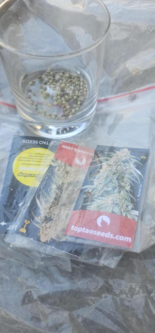 2026 Guerrilla Grow Minimal Effort. Week 0 - Day 0. Seeds