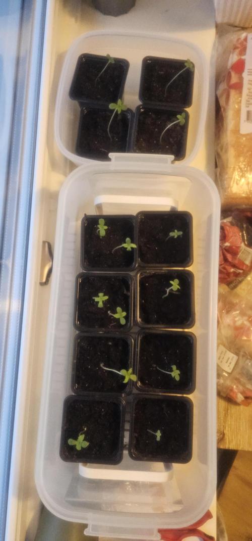 2026 Guerrilla Grow Minimal Effort. Week 0 - Day 14. Seed sprout rate test