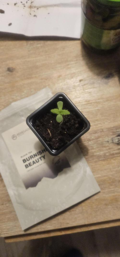 2026 Guerrilla Grow Minimal Effort. Week 1 - April 3