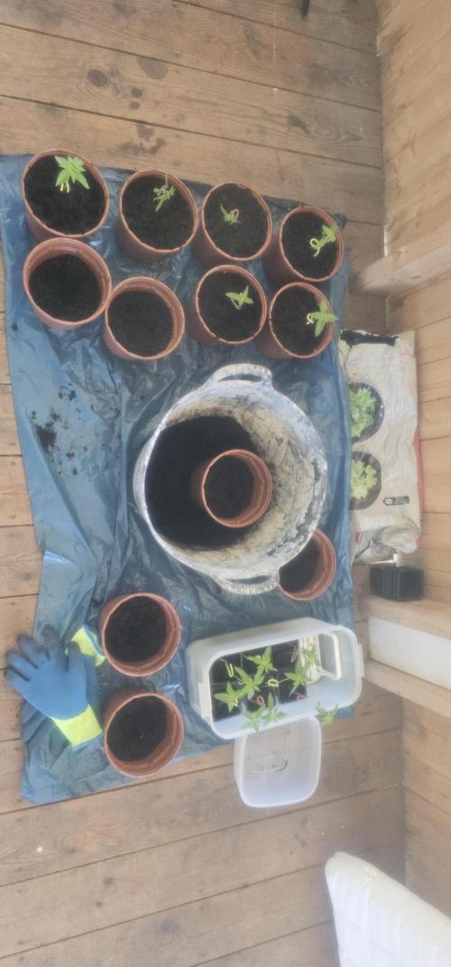 2026 Guerrilla Grow Minimal Effort. Week 1 - April 12