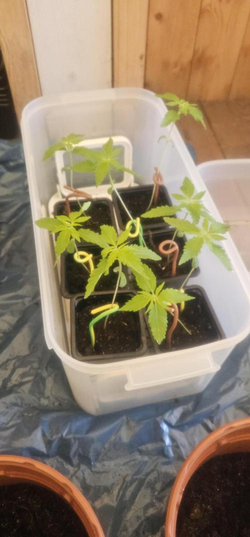 2026 Guerrilla Grow Minimal Effort. Week 1 - April 12