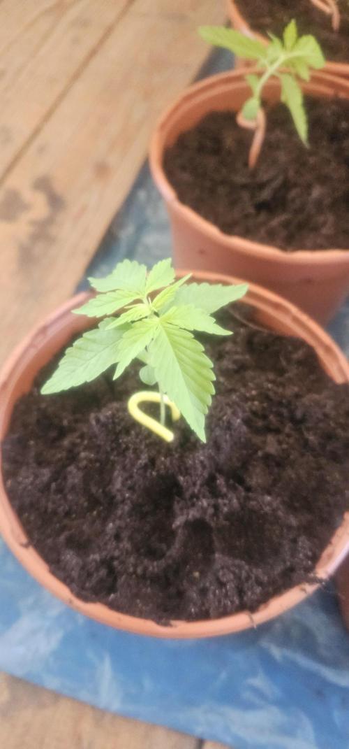 2026 Guerrilla Grow Minimal Effort. Week 1 - April 12