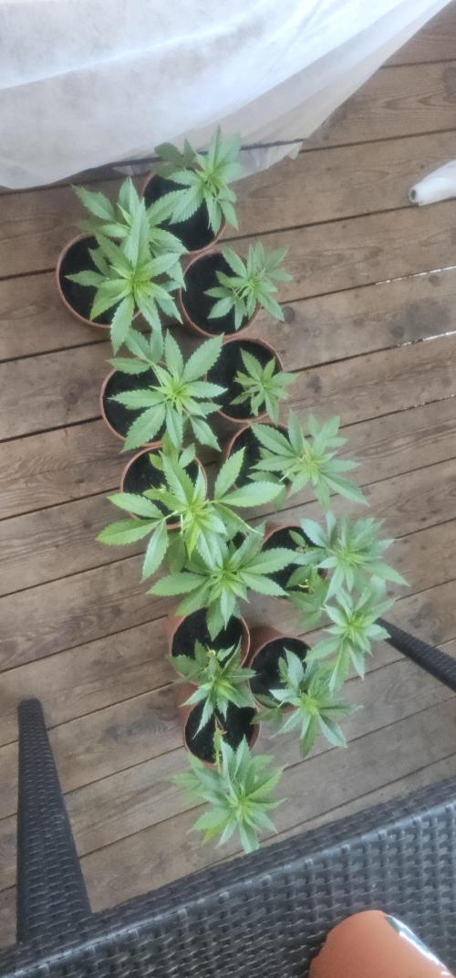 2026 Guerrilla Grow Minimal Effort. Week 1 - May 2
