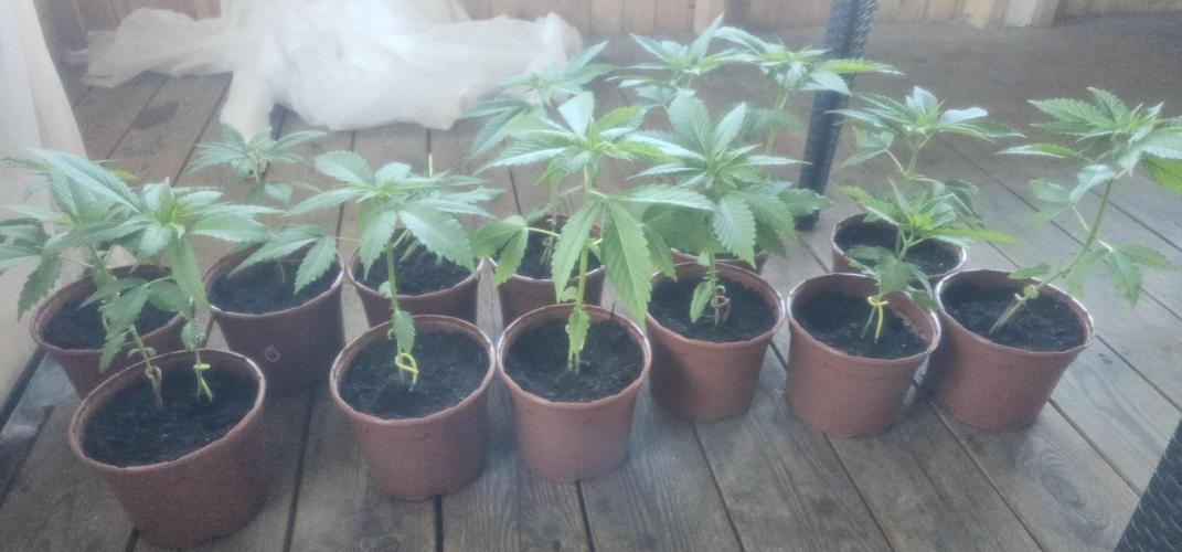 2026 Guerrilla Grow Minimal Effort. Week 1 - May 2