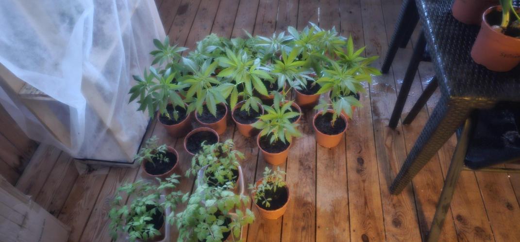 2026 Guerrilla Grow Minimal Effort. Week 1 - May 9