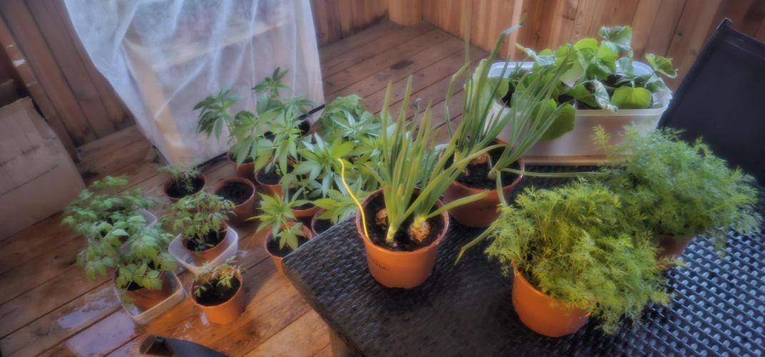 2026 Guerrilla Grow Minimal Effort. Week 1 - May 9
