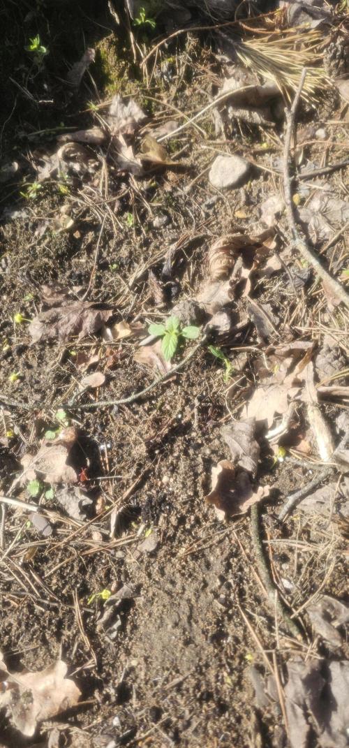 2026 Guerrilla Grow Minimal Effort. Week 2