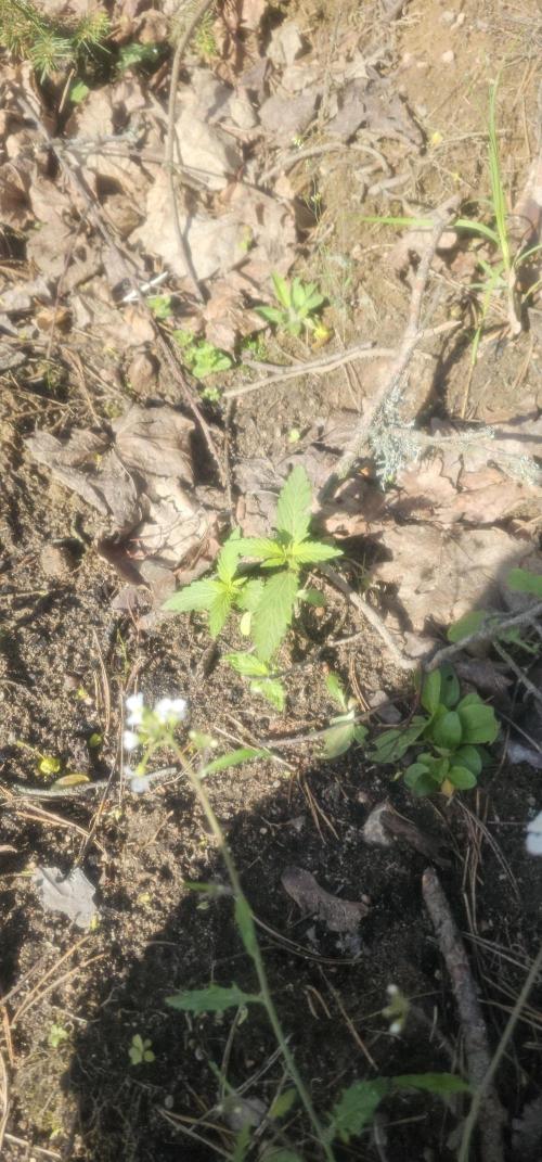 2026 Guerrilla Grow Minimal Effort. Week 2
