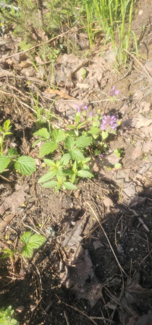 2026 Guerrilla Grow Minimal Effort. Week 2
