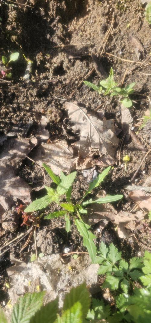 2026 Guerrilla Grow Minimal Effort. Week 2
