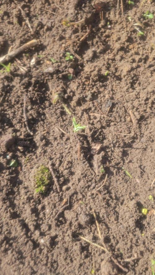 2026 Guerrilla Grow Minimal Effort