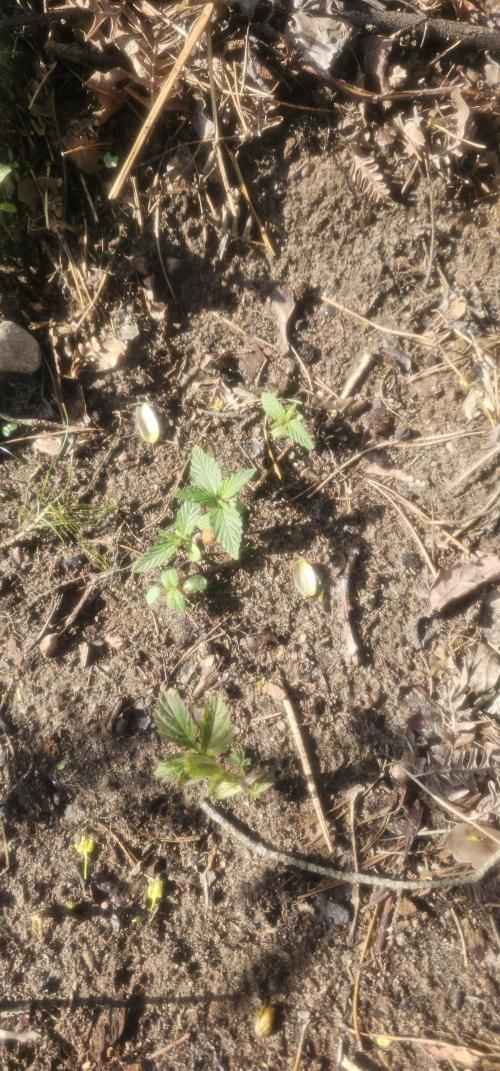 2026 Guerrilla Grow Minimal Effort. Week 2