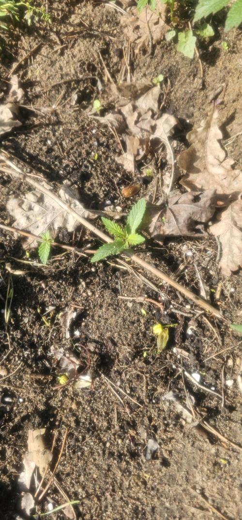2026 Guerrilla Grow Minimal Effort. Week 2