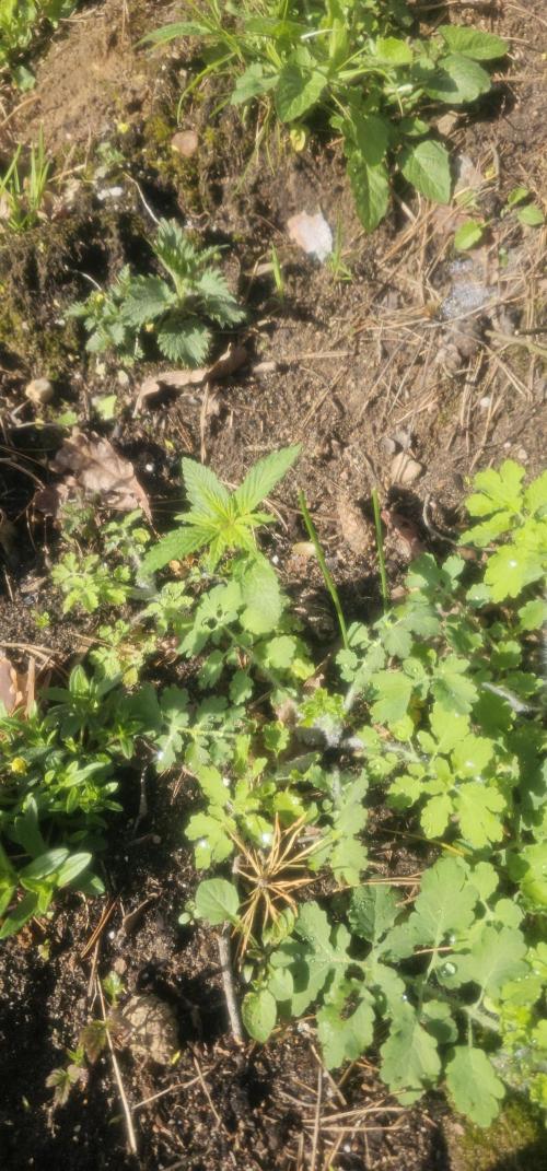 2026 Guerrilla Grow Minimal Effort. Week 2