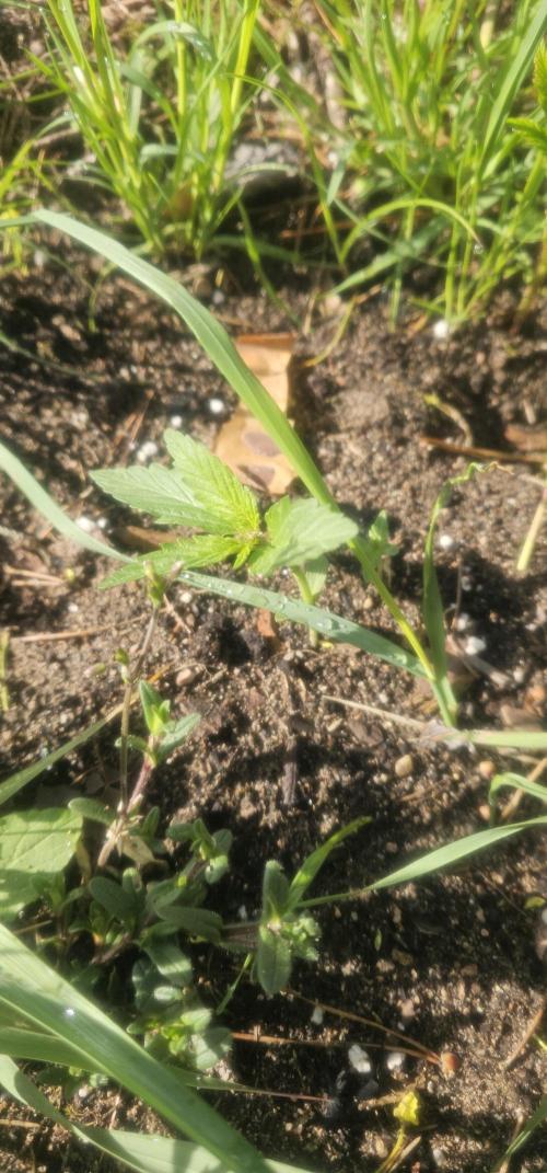 2026 Guerrilla Grow Minimal Effort. Week 2