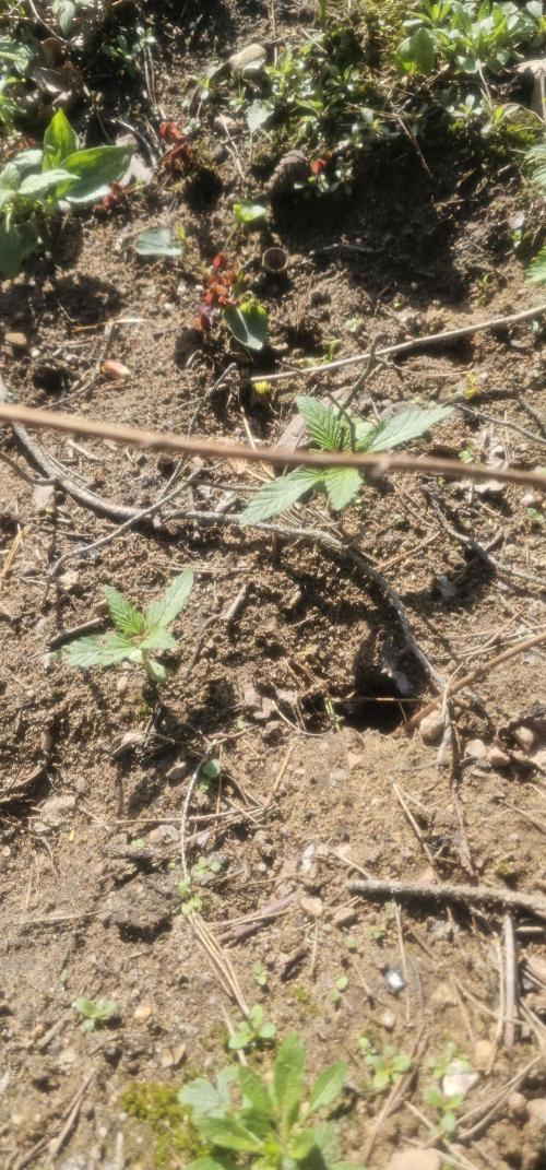 2026 Guerrilla Grow Minimal Effort. Week 2