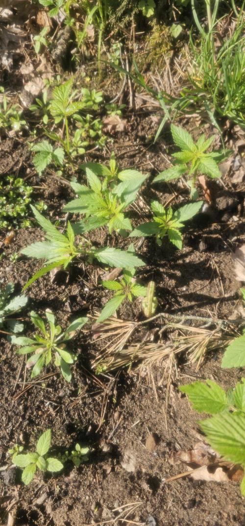 2026 Guerrilla Grow Minimal Effort. Week 2
