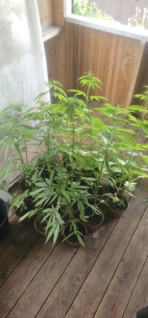 2026 Guerrilla Grow Minimal Effort. Week 10 - Day 75 . Top view