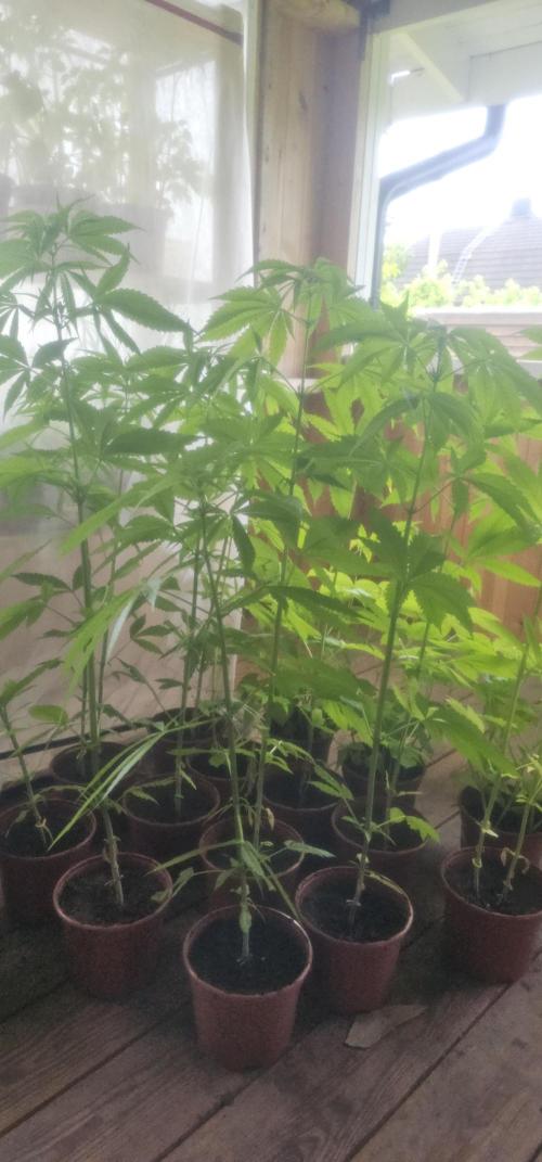 2026 Guerrilla Grow Minimal Effort. Week 10 - Day 75. Side view