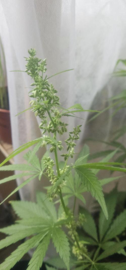 2026 Guerrilla Grow Minimal Effort. Week 10 - Day 75. Random male A