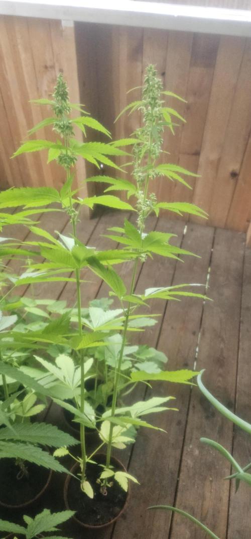 2026 Guerrilla Grow Minimal Effort. Week 10 - Day 75. Random males B and C