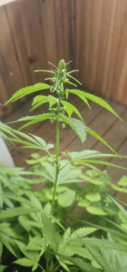 2026 Guerrilla Grow Minimal Effort. Week 10 - Day 75. Random male D