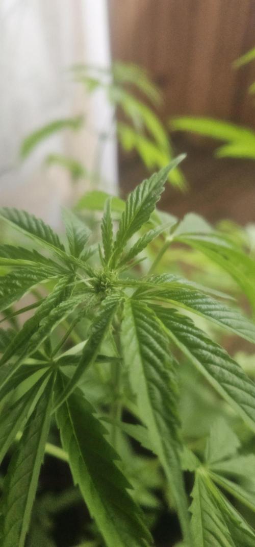 2026 Guerrilla Grow Minimal Effort. Week 10 - Day 75. Random girl A