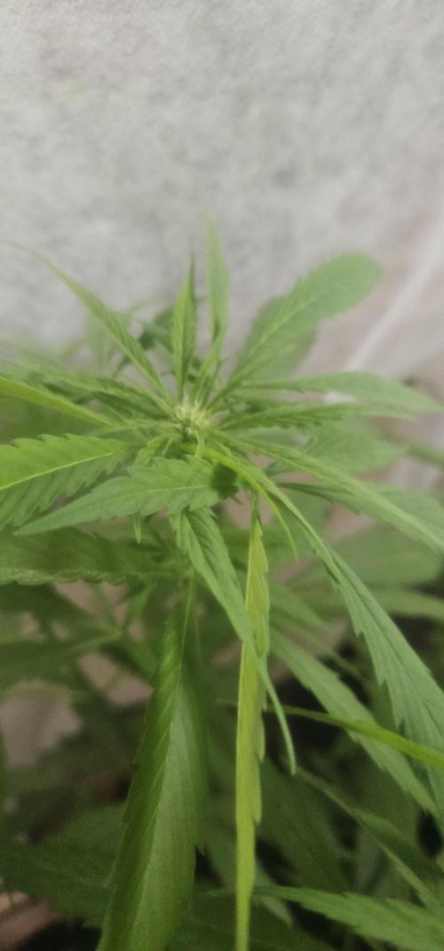 2026 Guerrilla Grow Minimal Effort. Week 10 - Day 75. Random girl B