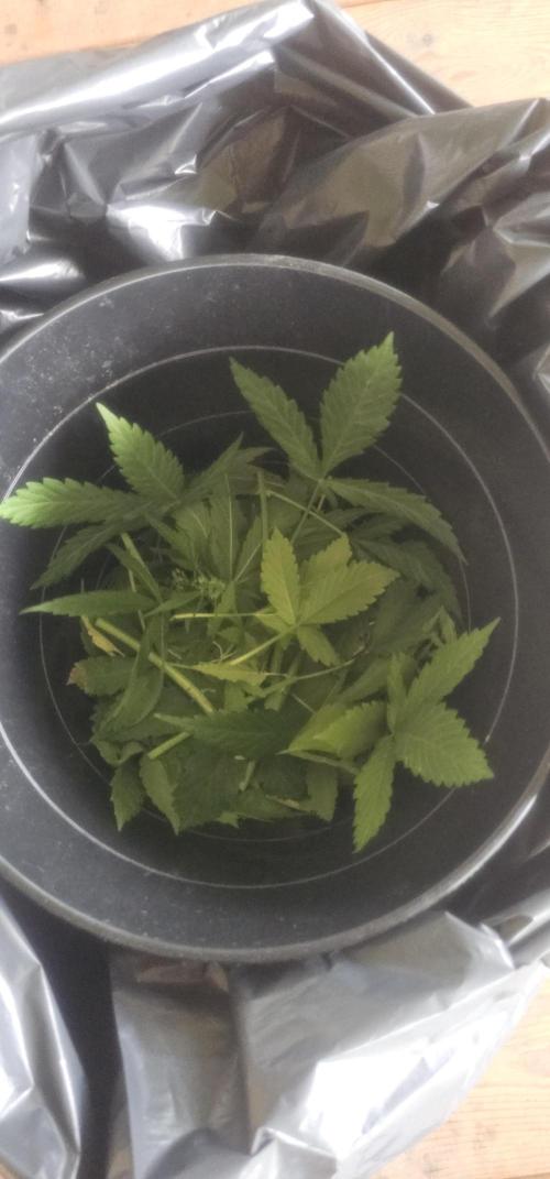 2026 Guerrilla Grow Minimal Effort. Week 10 - Day 75. DIY nutes