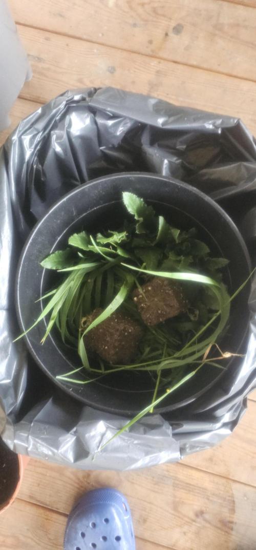2026 Guerrilla Grow Minimal Effort. Week 10 - Day 75. More material