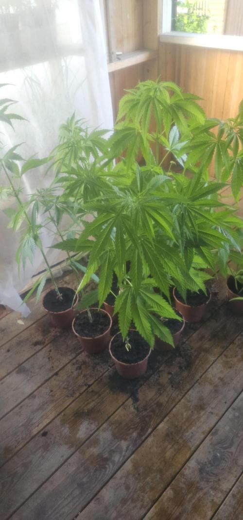 2026 Guerrilla Grow Minimal Effort. Week 10 - Day 75. After cleaning top view