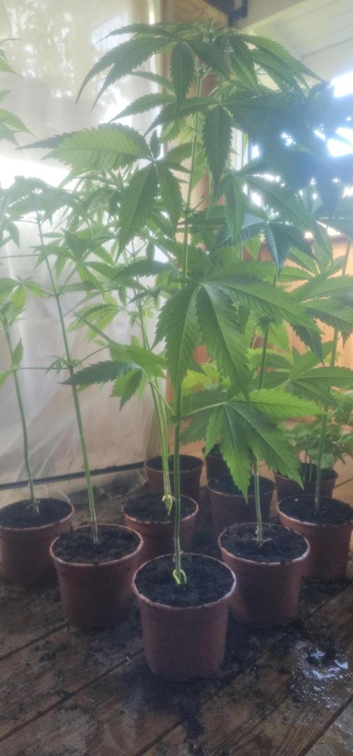 2026 Guerrilla Grow Minimal Effort. Week 10 - Day 75. After cleaning side view