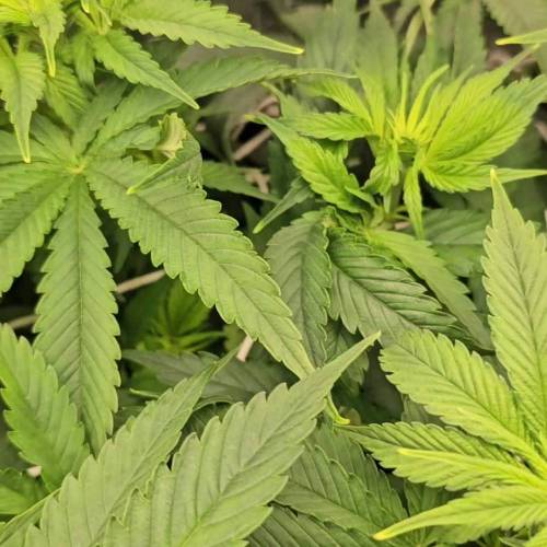 Limited condition photo run by SM #4