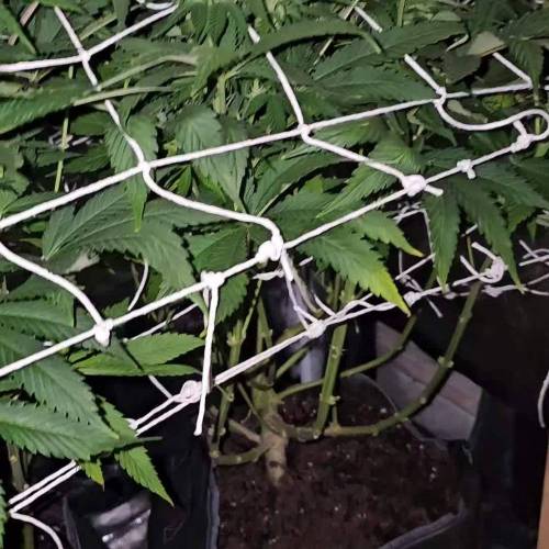 Limited condition photo run by MSNL #5