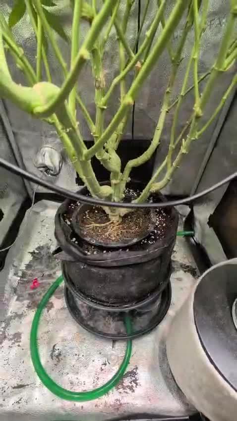 Aladdin's kush (3rd go)