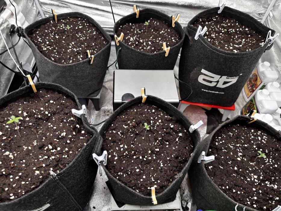 Sour banana wine. Week 1 - 31/1 day 2 of veg