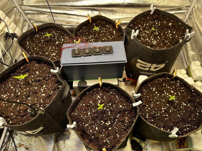 Sour banana wine. Week 1 - 02/02 day 4 of veg