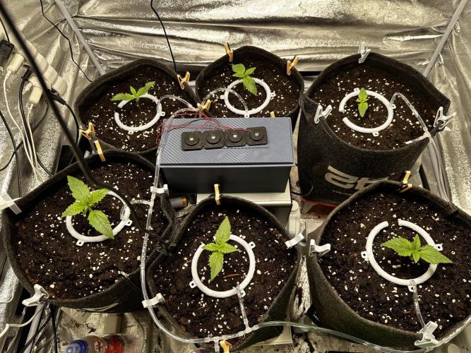 Sour banana wine. Week 1 - 05/02 day 7 