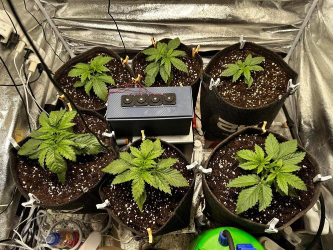 Sour banana wine. Week 2 - 10/02 day 12