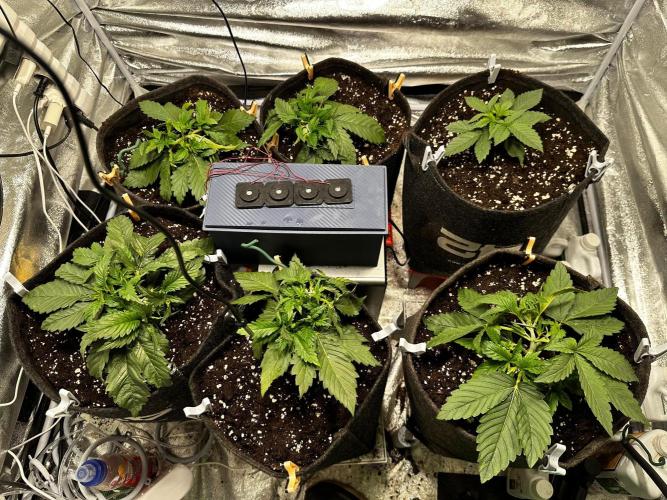 Sour banana wine. Week 2 - 12/02 day 14