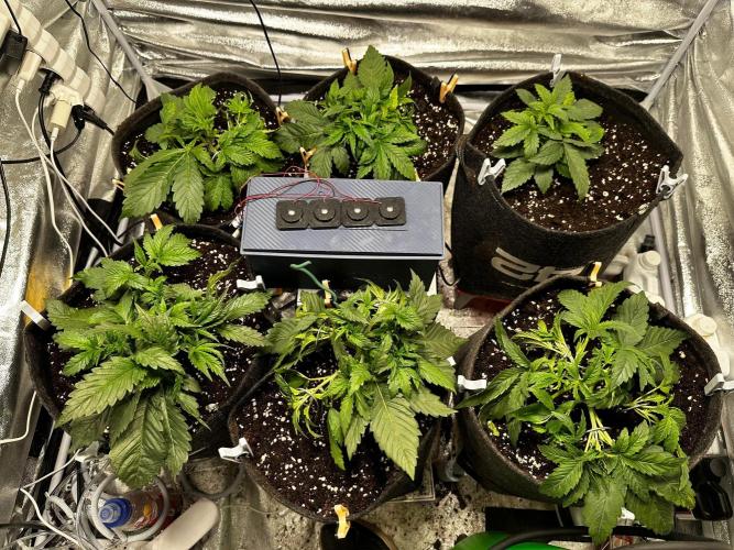 Sour banana wine. Week 3 - 14/02 day 16
