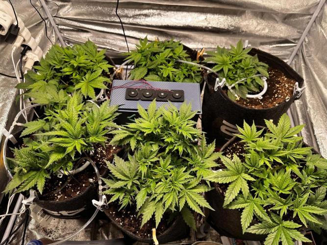 Sour banana wine. Week 3 - 18/02 day 20