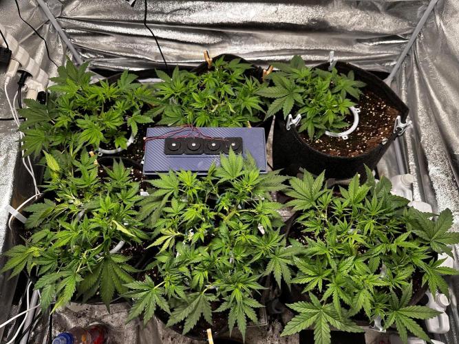 Sour banana wine. Week 4 - 20/02 day 22
