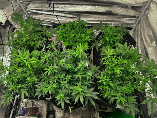 Sour banana wine. Week 5 - 02/03 day 32